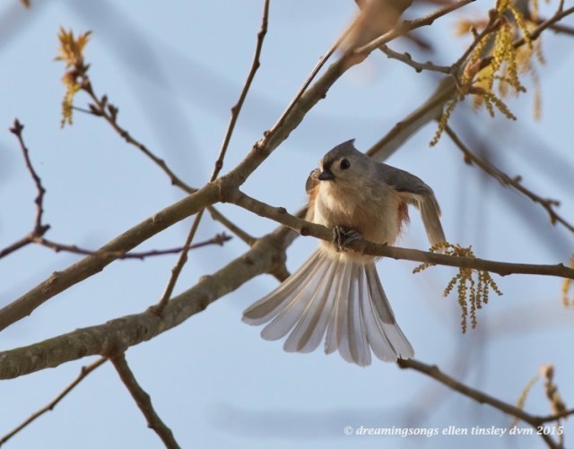 WALK6350 Apr 06 2015  09-05-19 New Hope  gossamer tufted titmouse
