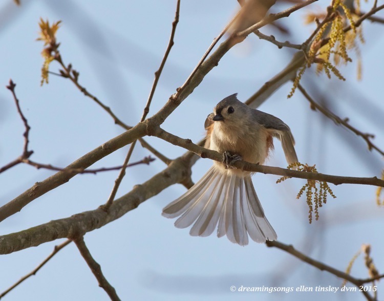 WALK6350 Apr 06 2015  09-05-19 New Hope  gossamer tufted titmouse