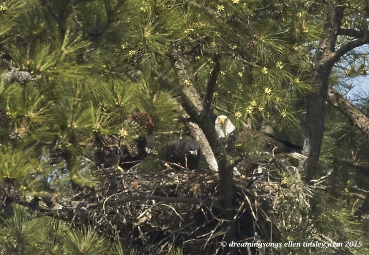 WALK6470 Apr 06 2015  10-50-34 New Hope  NH chicks dad 1
