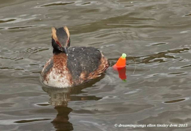 WALK6698 Apr 06 2015  13-55-44 Haw Rivergrebe rescue 2