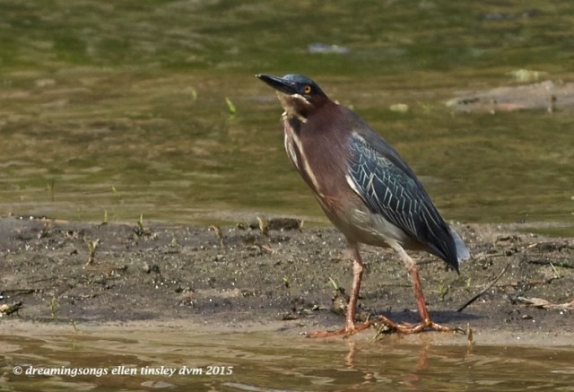 WALK6801 Apr 07 2015  11-24-31  Fuquay Varina  green heron