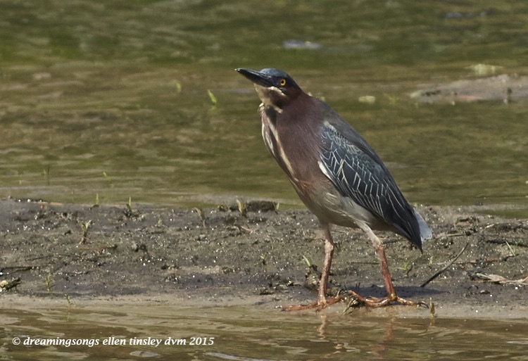 WALK6801 Apr 07 2015  11-24-31  Fuquay Varina  green heron