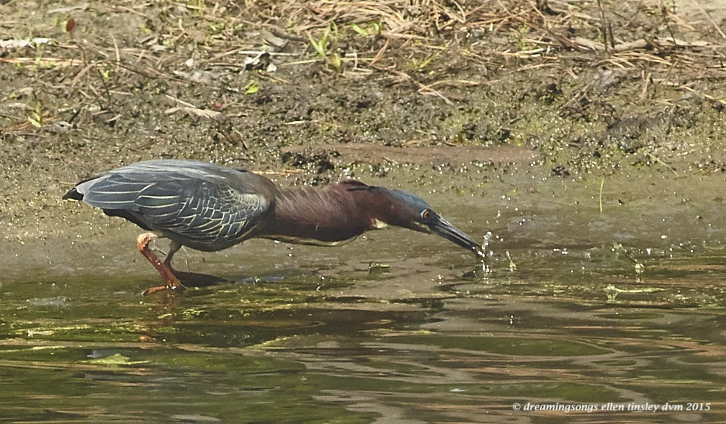 WALK6863 Apr 07 2015  11-27-42  Fuquay Varina green heron fishing