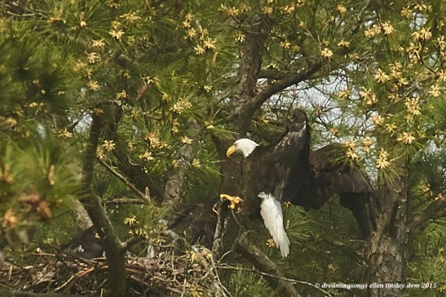 WALK7163 Apr 10 2015  10-48-45  New HopeKate and chicks