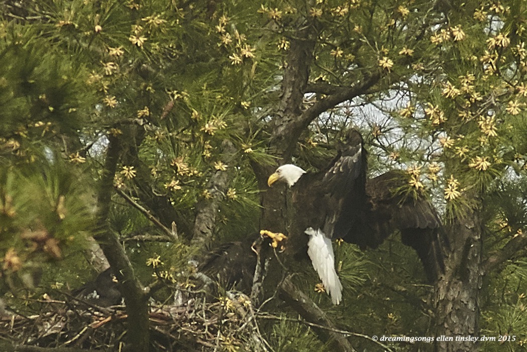 WALK7163 Apr 10 2015  10-48-45  New HopeKate and chicks