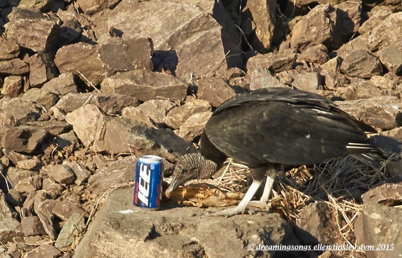 WALK7923 Apr 12 2015  08-22-16  Haw RiverVulture beer 2