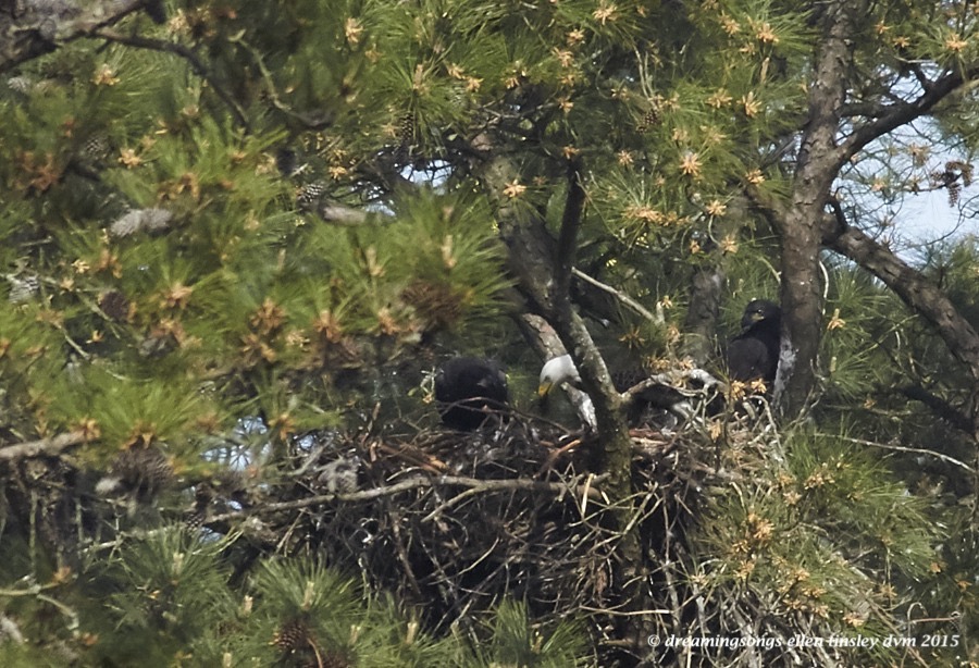 WALK8123 Apr 13 2015  09-34-43  New Hope New Hope Family 1