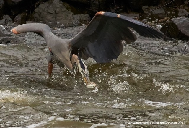 WALK8800 Apr 15 2015  11-14-43  Haw RiverBall Foot