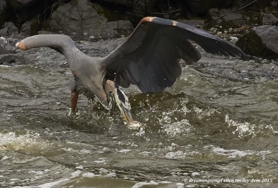 WALK8800 Apr 15 2015  11-14-43  Haw RiverBall Foot