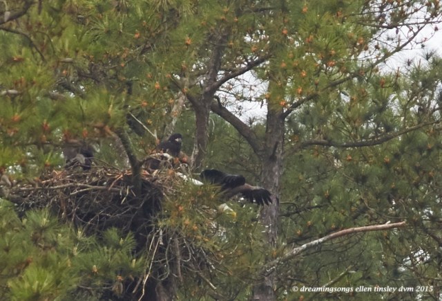 WALK9011 Apr 17 2015  12-09-18  New Hope Petruchio bails