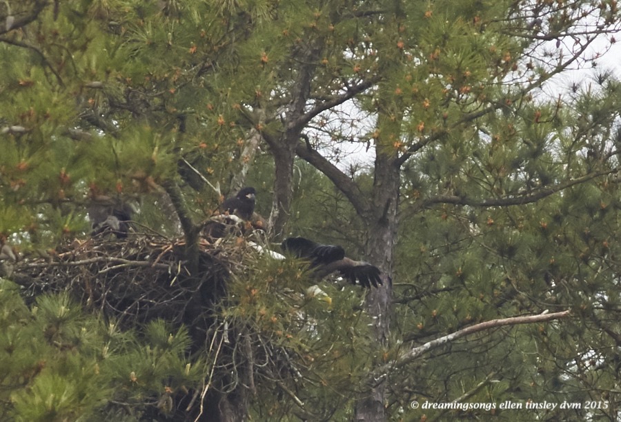 WALK9011 Apr 17 2015  12-09-18  New Hope Petruchio bails