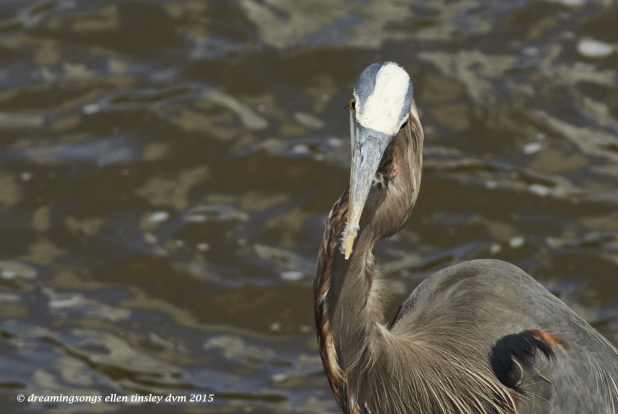 WALK9030 Apr 17 2015  13-36-30  Haw River Coy GBH