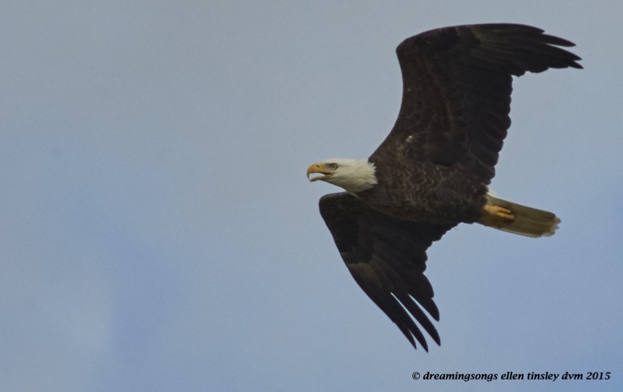 WALK9751 Apr 17 2015  17-18-07  Haw RiverAfternoon eagle