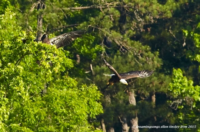 WALK1336 May 26 2015 @ 08-19-50 New HopeIce Chases Dad