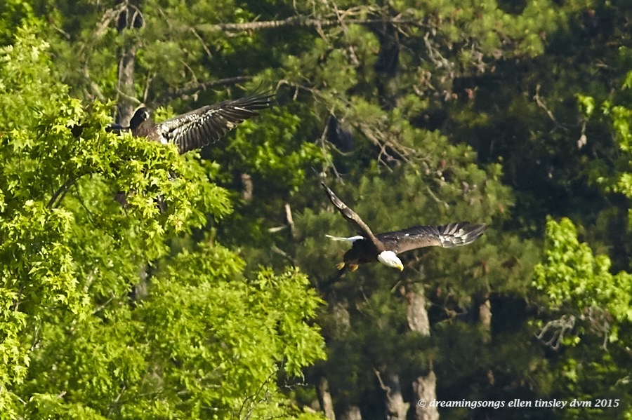 WALK1336 May 26 2015 @ 08-19-50 New HopeIce Chases Dad