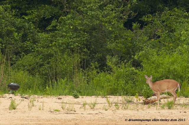 WALK1844 May 28 2015 @ 10-20-37 New Hope Deer grill