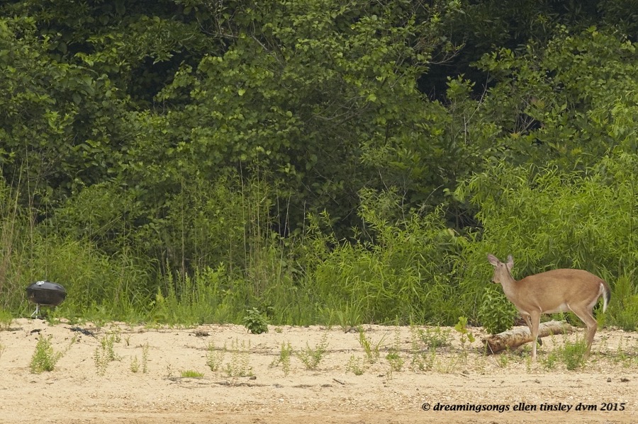 WALK1844 May 28 2015 @ 10-20-37 New Hope Deer grill