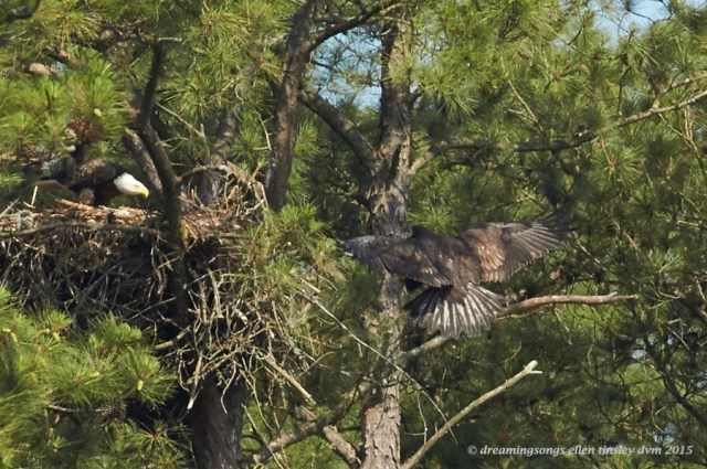 WALK2015 May 29 2015 @ 09-53-11 New Hope Kate and Ice 1