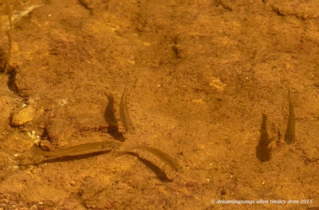 WALK2129 May 29 2015 @ 10-43-41 New Hope Shiners shadows