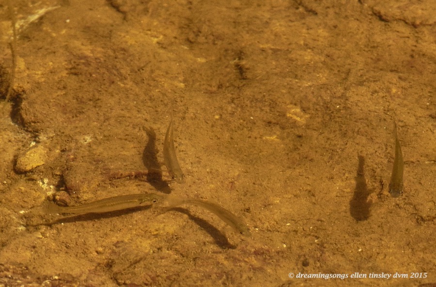 WALK2129 May 29 2015 @ 10-43-41 New Hope Shiners shadows