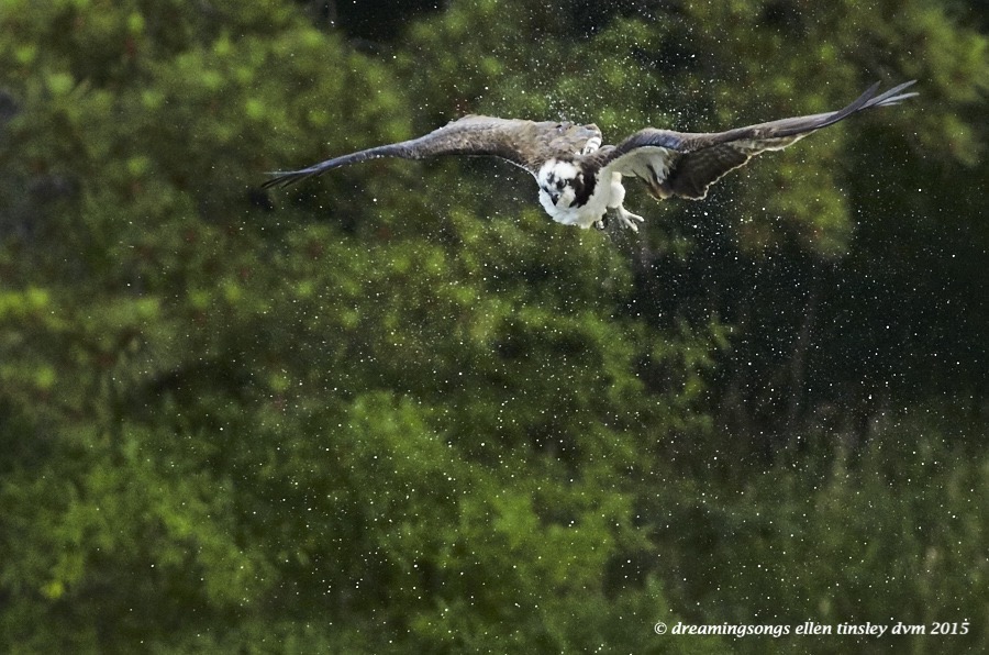 WALK2216 May 30 2015 @ 07-33-59 Ebenezer Osprey shake