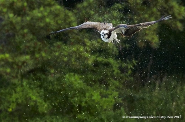 WALK2216 May 30 2015 @ 07-33-59 Ebenezer Osprey shake