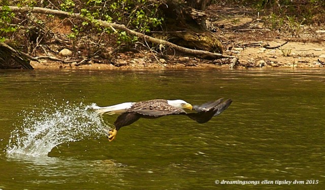 WALK3785 Apr 29 2015  12-49-36  New HopePetruchio catches fish