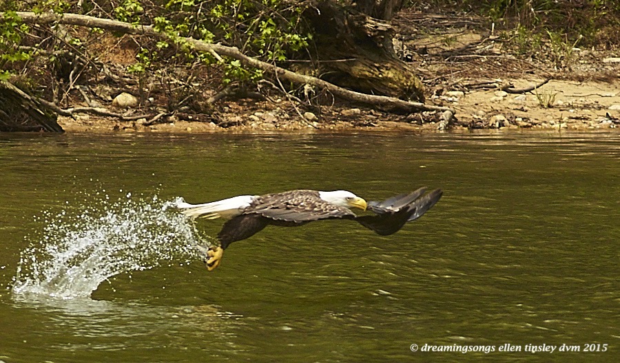 WALK3785 Apr 29 2015  12-49-36  New HopePetruchio catches fish