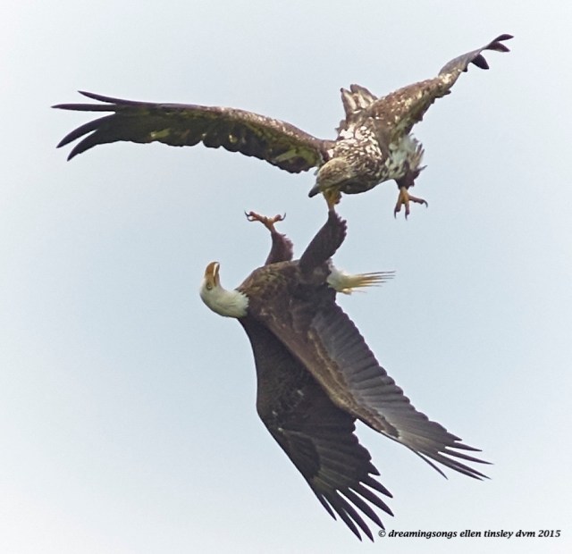 WALK3851 Apr 29 2015  12-55-41  New Hope Petruchio Brassy 2