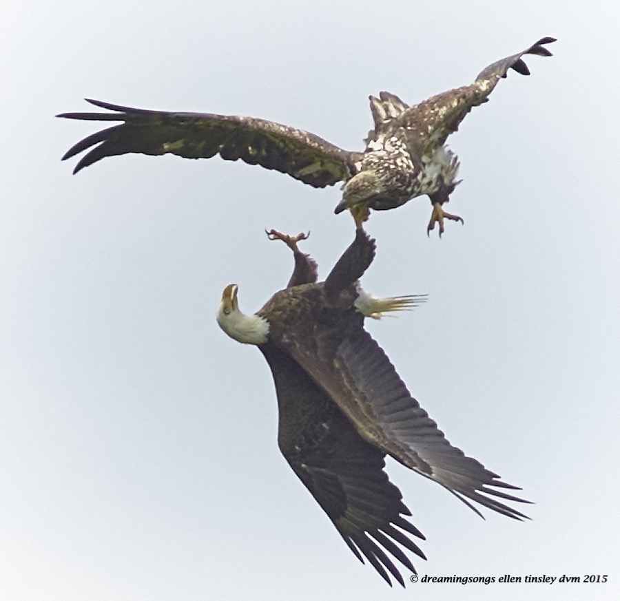 WALK3851 Apr 29 2015  12-55-41  New Hope Petruchio Brassy 2