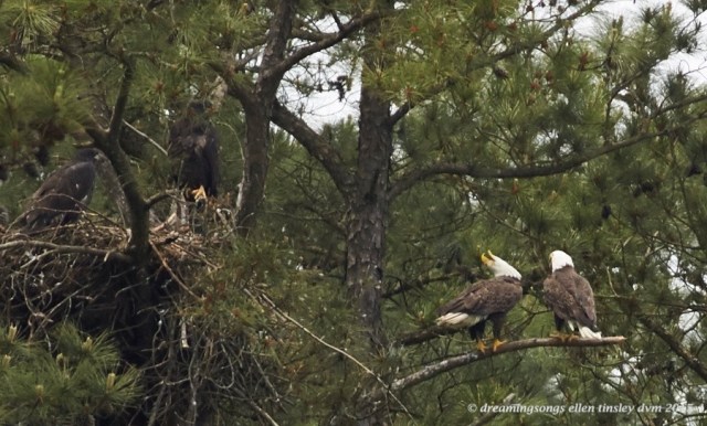 WALK3891 Apr 29 2015  12-56-23  New Hope Petruchio victory song 1