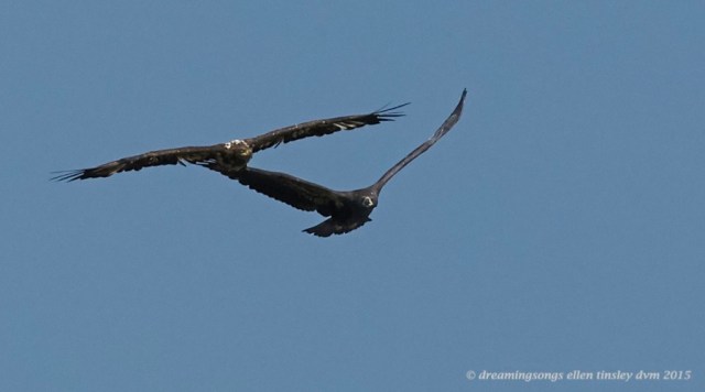 WALK5965 May 07 2015  11-03-25  New Hope Brassy Wynd in airhh