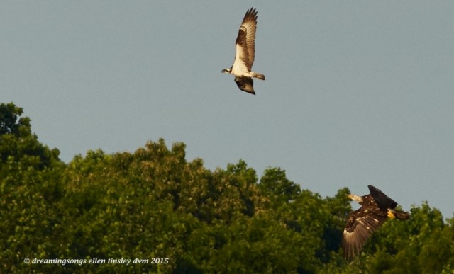 WALK6192 May 08 2015  07-12-34  New Hope Brassy osprey 2