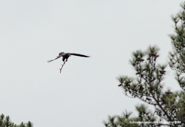 WALK6828 May 09 2015  08-28-19 New Hope Ice stick 2015