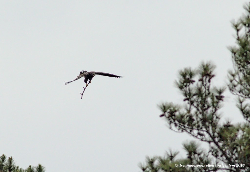 WALK6828 May 09 2015  08-28-19 New Hope Ice stick 2015