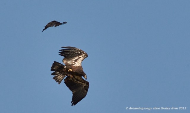 WALK6942 May 09 2015  10-07-53  New Hope Ice crow