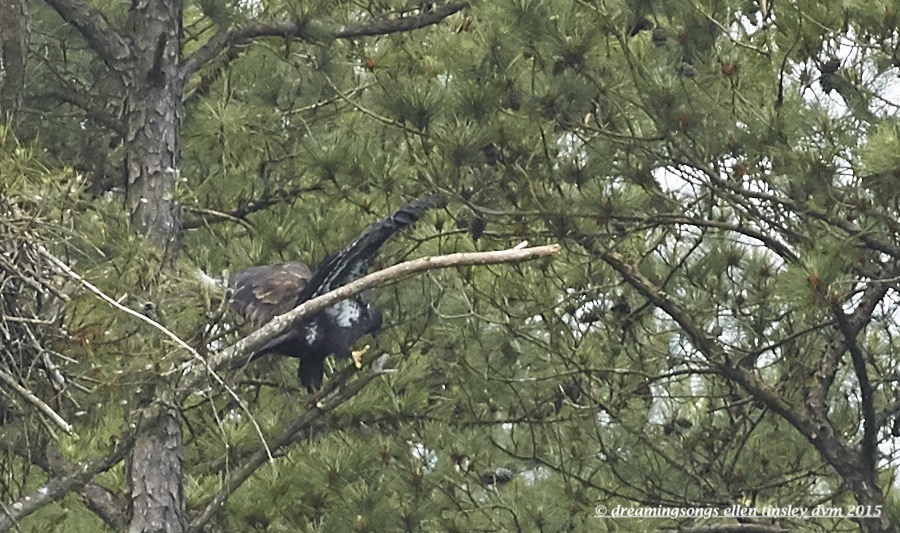 WALK7077 May 09 2015  11-38-48  New HopeWynd stick