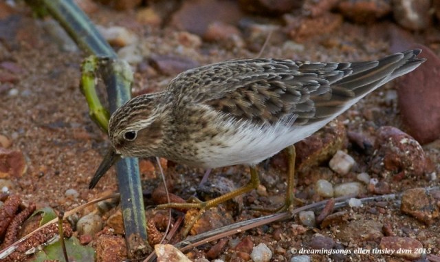 WALK7384 May 11 2015  10-51-53  New HopeLeast sandpiper