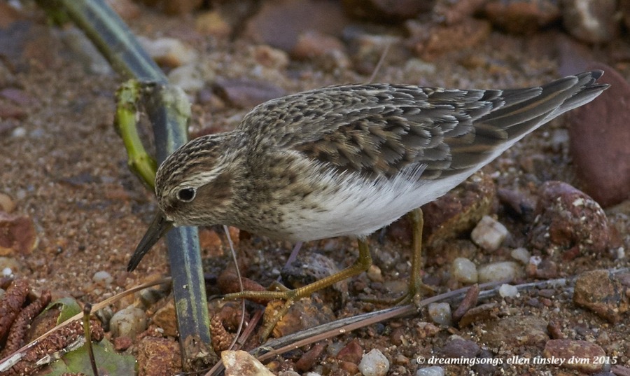 WALK7384 May 11 2015  10-51-53  New HopeLeast sandpiper