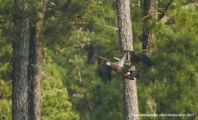 WALK7836 May 12 2015  09-03-59  New HopeIce flight 1