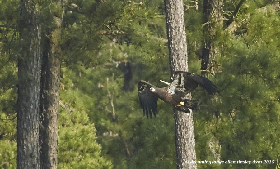 WALK7836 May 12 2015  09-03-59  New HopeIce flight 1