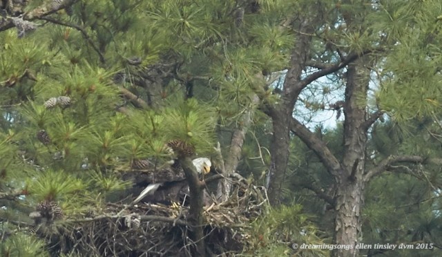 WALK8934 May 18 2015  10-21-11  New HopePetruchio respect