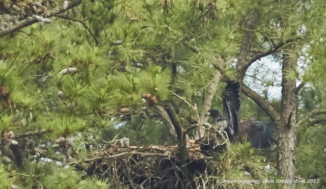 WALK9114 May 19 2015  10-01-06  New HopeIce spooked