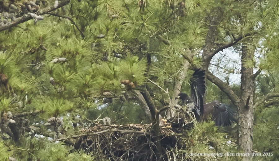 WALK9114 May 19 2015  10-01-06  New HopeIce spooked