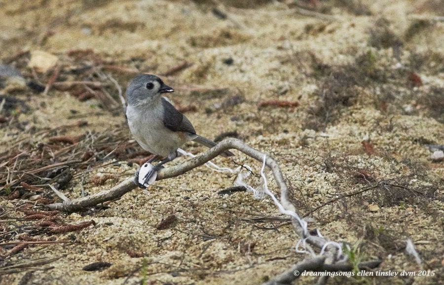 WALK9627 May 21 2015  08-04-30  EbenezerTitmouse mussel shell 1