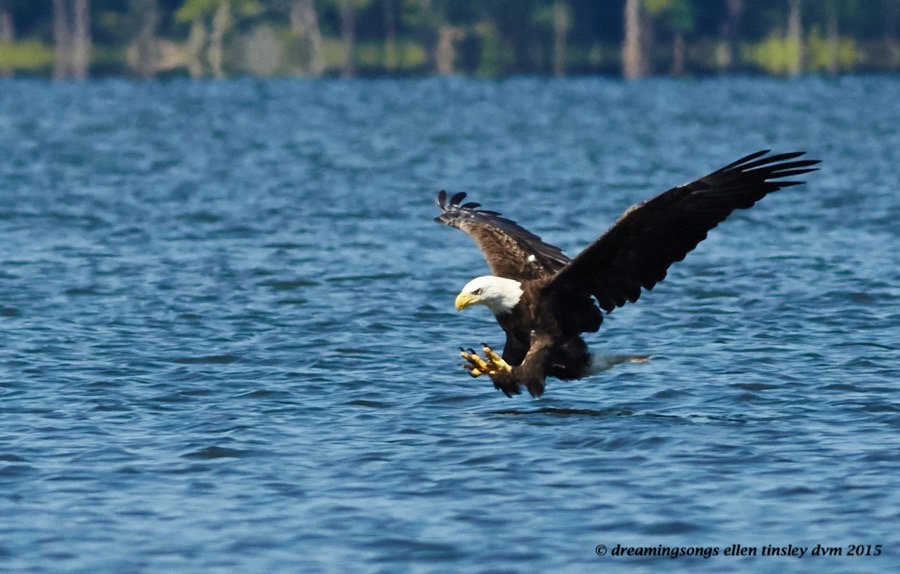WALK0847 Jun 29 2015 @ 11-19-22 Ebenezer Hershey talons
