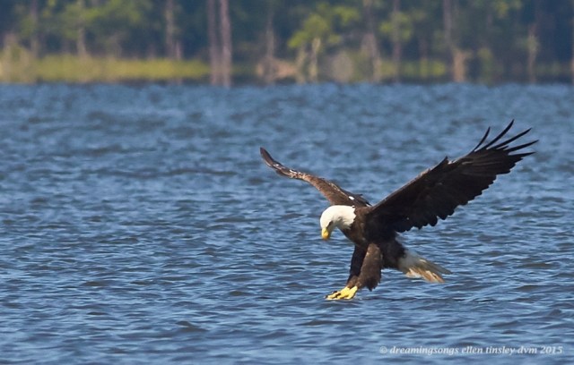 WALK0848 Jun 29 2015 @ 11-19-22 Ebenezer  Hershey prestrike
