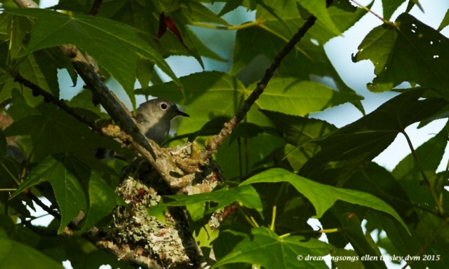 WALK2920 Jun 01 2015 @ 07-45-33 Ebenezer Jun 01 2015 @ 07-45-33 blue grey nest