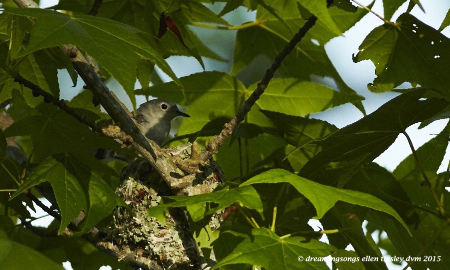 WALK2920 Jun 01 2015 @ 07-45-33 Ebenezer Jun 01 2015 @ 07-45-33 blue grey nest