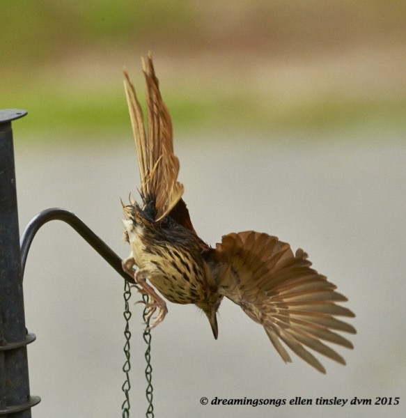 WALK3295 Jun 03 2015 @ 16-07-08 Fuquay Varina Jun 03 2015 @ 16-07-08 Wet thrasher 1